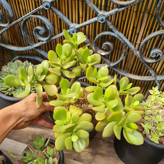 Suculenta en macetero